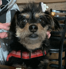 a small dog wearing a red collar is being held by someone