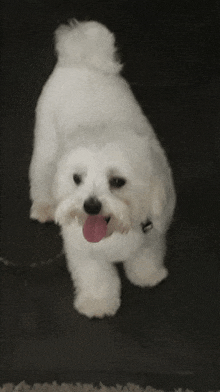 a small white dog with a pink tongue standing on a black surface