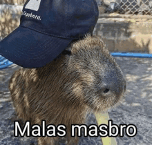 a capybara wearing a hat is holding a straw .