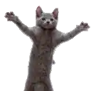 a gray cat with its arms outstretched is standing on its hind legs .