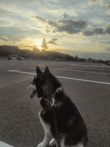 a husky dog is sitting in a parking lot at sunset looking at the sun .