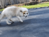 a dog walking on a trampoline with a fence behind it