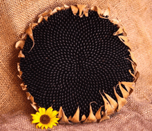 a sunflower seed pod with a yellow flower in front of it