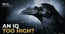 a poster for real science shows a crow in front of a math problem