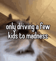 a cat with the words only driving a few kids to madness