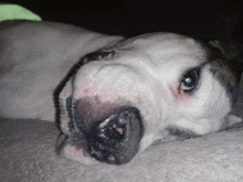 a close up of a dog 's face laying down