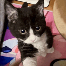 a black and white kitten sitting on a pink mat