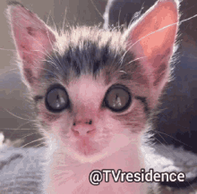 a close up of a kitten with a caption that says " @tvresidence "