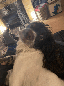 a black and white dog laying on a couch with its head on a person 's leg