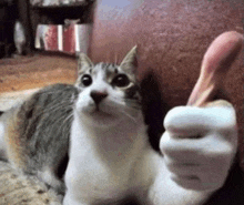 a gray and white cat is giving a thumbs up