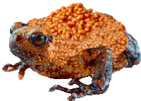 a frog covered in baked beans on a white surface