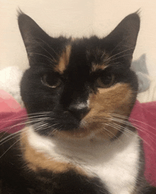 a close up of a calico cat 's face with a pink background