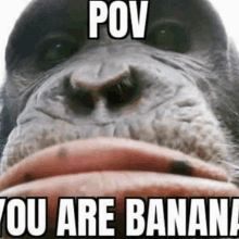 a close up of a chimpanzee 's face with the words `` pov you are banana '' written on it .