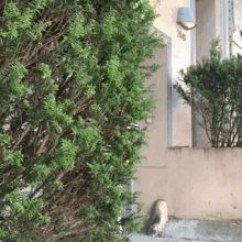 a cat is standing on the sidewalk in front of a building with a bush in front of it .