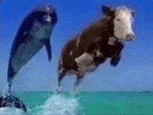 a dolphin and a cow are jumping out of the ocean .