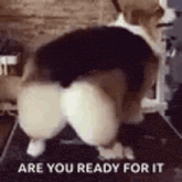 a dog is standing on its hind legs on a treadmill .