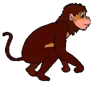 a brown monkey with a long tail is walking on a white background