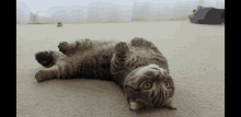 a cat is laying on its back on the carpet