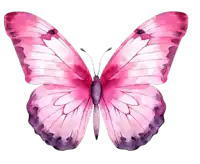 a pink butterfly with purple wings and a white background