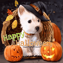 a white dog wearing a witch hat is sitting in a basket with pumpkins and the words happy halloween