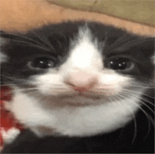 a close up of a black and white cat 's face .