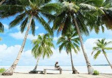 a person sits on a bench under palm trees on a beach