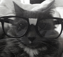 a close up of a cat wearing glasses with a bandage on its nose