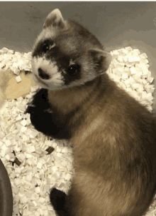 a ferret is laying on a pile of white shavings