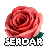 a red rose with the word serdar on it