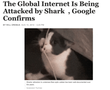 a black and white photo of a cat with the caption the global internet is being attacked by shark