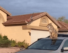 a coyote sits on the roof of a car in front of a house