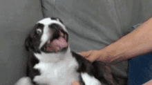 a black and white dog is laying on a couch with its tongue hanging out .