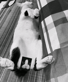 a black and white cat laying on its back with a picture of a cat behind its head