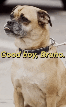 a picture of a dog with the words good boy bruno on it