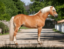 a brown horse with a white mane and tail is standing on a dirt road being led by a person .