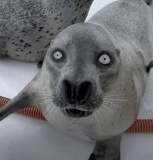 a seal with big white eyes is laying on a white surface