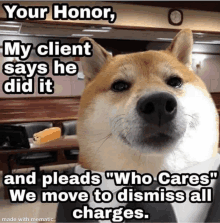 a dog in a suit says your honor my client says he did it and pleads who cares