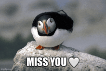 a penguin sitting on a rock with the words miss you written below it