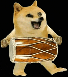 a doge is holding a drum in its paws