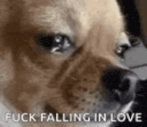 a close up of a dog 's face with the words `` fuck falling in love '' written next to it .