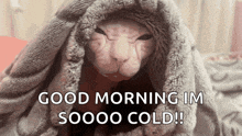 a cat is wrapped in a blanket and says good morning im soooo cold !