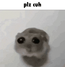 a blurred image of a hamster with the words ' plz cuh ' above it