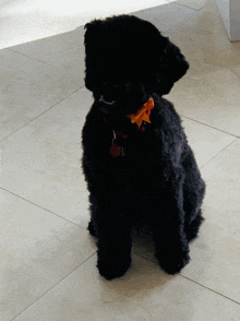 a small black dog wearing an orange bow tie is sitting on a tile floor