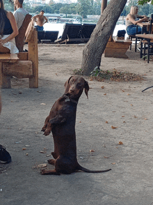 a dachshund is sitting on its hind legs in front of a group of people