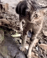 a cat with a bandage on its leg is standing on the ground looking at the camera .