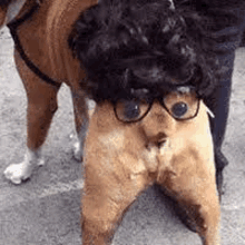 a dog wearing a wig and glasses is standing next to a person .