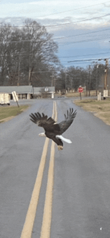 a bald eagle is flying over a road