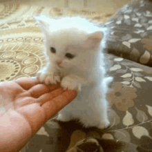 a person is petting a small white kitten on a couch .