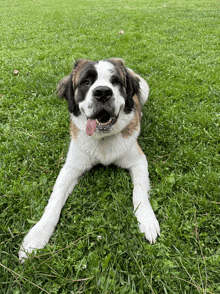 a brown and white dog with its tongue hanging out is laying in the grass