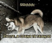 a husky dog is standing in the snow looking at a chain link fence .